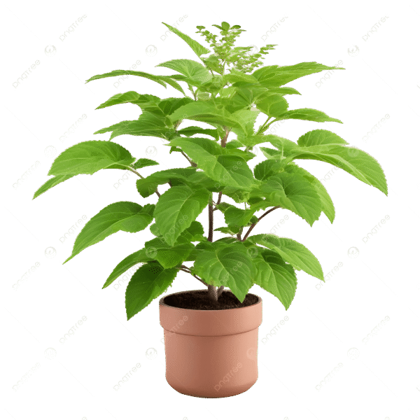 Tulsi Plant